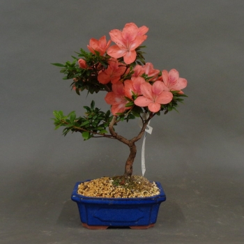 Satsuki, Azalee, Bonsai