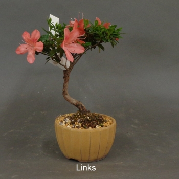 Preview: Satsuki, Azalee, Bonsai