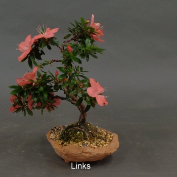 Preview: Satsuki, Azalee, Bonsai