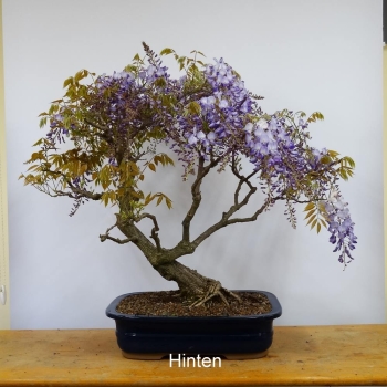 Preview: Blauregen, Wisteria, hinten