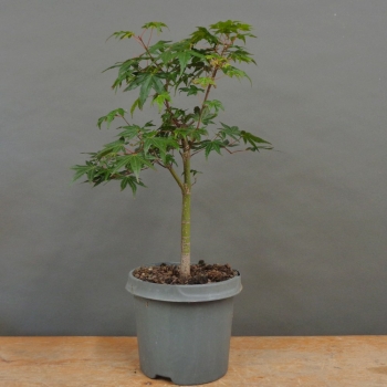 Acer palmatum vorn