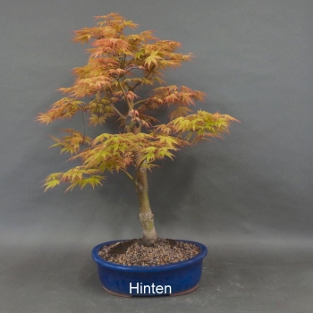 Preview: Acer palmatum Fächerahorn Katsura