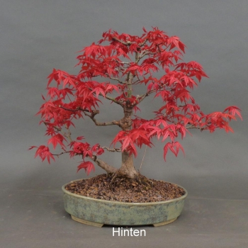 Preview: Acer palmatum Fächerahorn