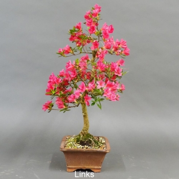 Preview: Satsuki, Azalee, Bonsai