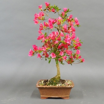Satsuki, Azalee, Bonsai