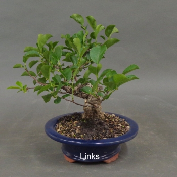 Preview: Pre-Bonsai, Baumwürger, links