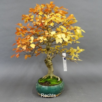 Preview: Carpinus betulus, Hainbuche, Bonsai