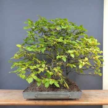 Preview: Bonsai, Hainbuche