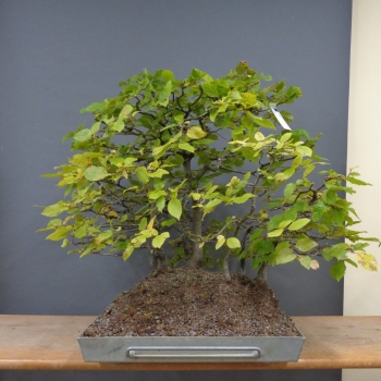 Preview: Bonsai, Hainbuche