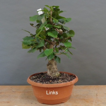 Preview: Corylus Hasel Bonsai