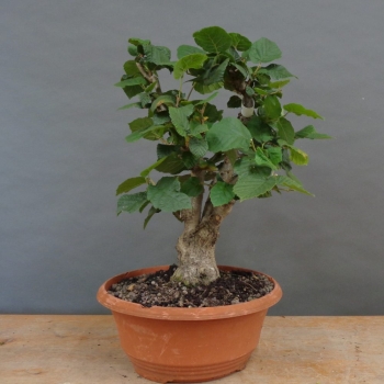Corylus Hasel Bonsai