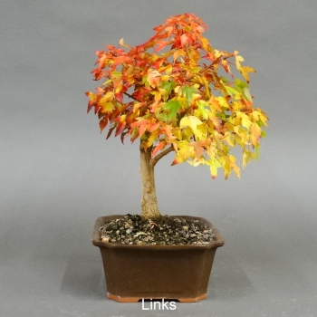 Preview: Acer buergerianum links