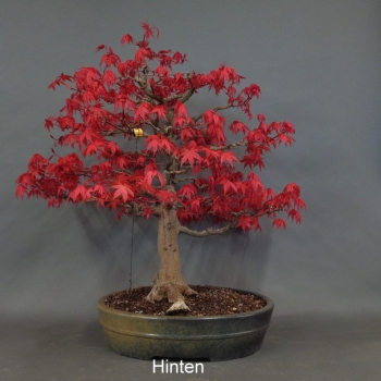 Preview: Bonsai, Faecherahorn