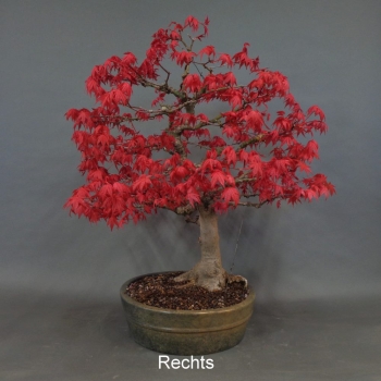 Preview: Fächerahorn ApaDe1 1500,-€