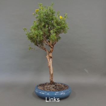 Preview: Fingerstrauch, gelb, Potentilla