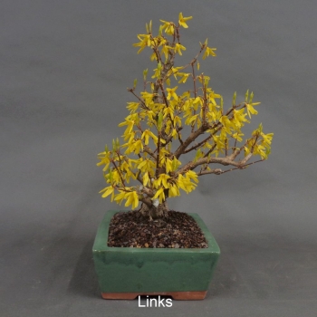 Preview: Forsythie, Goldglöckchen, Bonsai