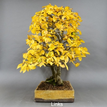 Preview: Bonsai, Hainbuche