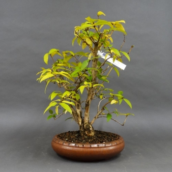Winterheckenkirsche, Lonicera, purpusii