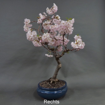 Preview: Blütenkirsche Bonsai