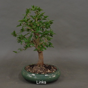 Preview: Bonsai, Cornus mas, links