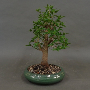 Bonsai, Cornus mas, vorn