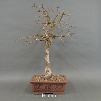 Preview: Bonsai, Cornus mas, Kornelkirsche