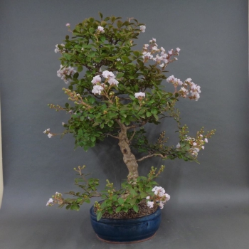 Preview: Satsuki, Azalee, Bonsai