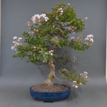 Satsuki, Azalee, Bonsai