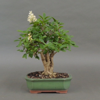 Liguster, Ligustrum vulgare