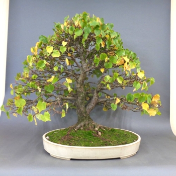 Bonsai, Linde, Sommer