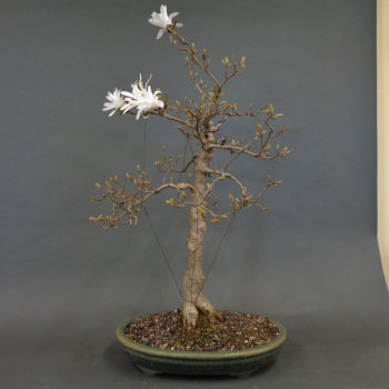 Sternmagnolie
