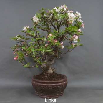 Preview: Bonsai, Apfel, Sommer