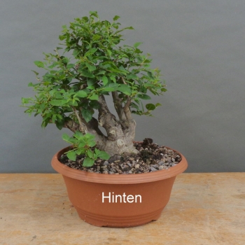 Preview: Prunus cerasifera, Mirabelle, hinten