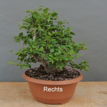 Preview: Prunus cerasifera, Mirabelle, rechts