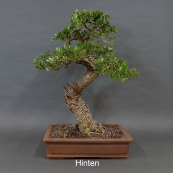 Preview: Olea europaea - Wilde Olive 10