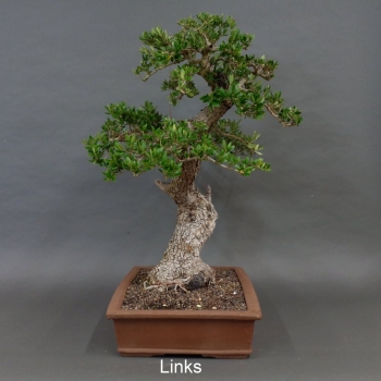 Preview: Olea europaea - Wilde Olive 10