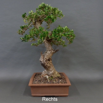 Olea europaea - Wilde Olive 10