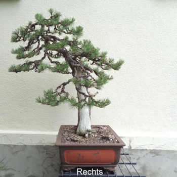 Preview: Bonsai, Pinus nigra