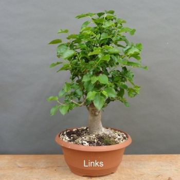 Preview: Prunus mahaleb, Steinweichsel, Bonsai