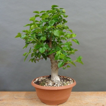 Prunus mahaleb, Steinweichsel, Bonsai