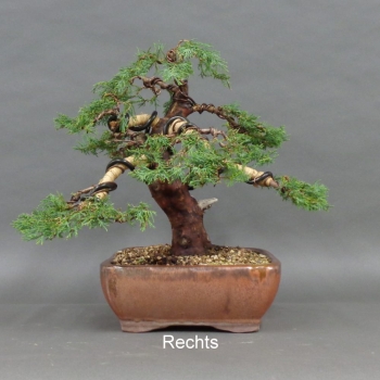 Preview: Juniperus chin. Hetzii, rechts