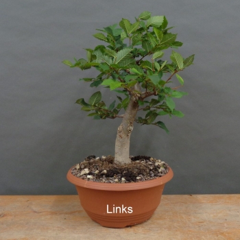 Preview: Pre-Bonsai, Zelkova serrata