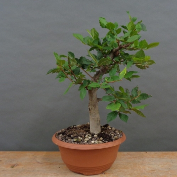 Pre-Bonsai, Zelkove
