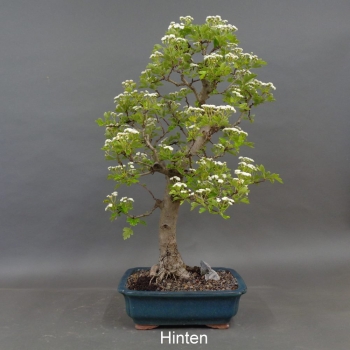 Preview: Weissdorn hinten