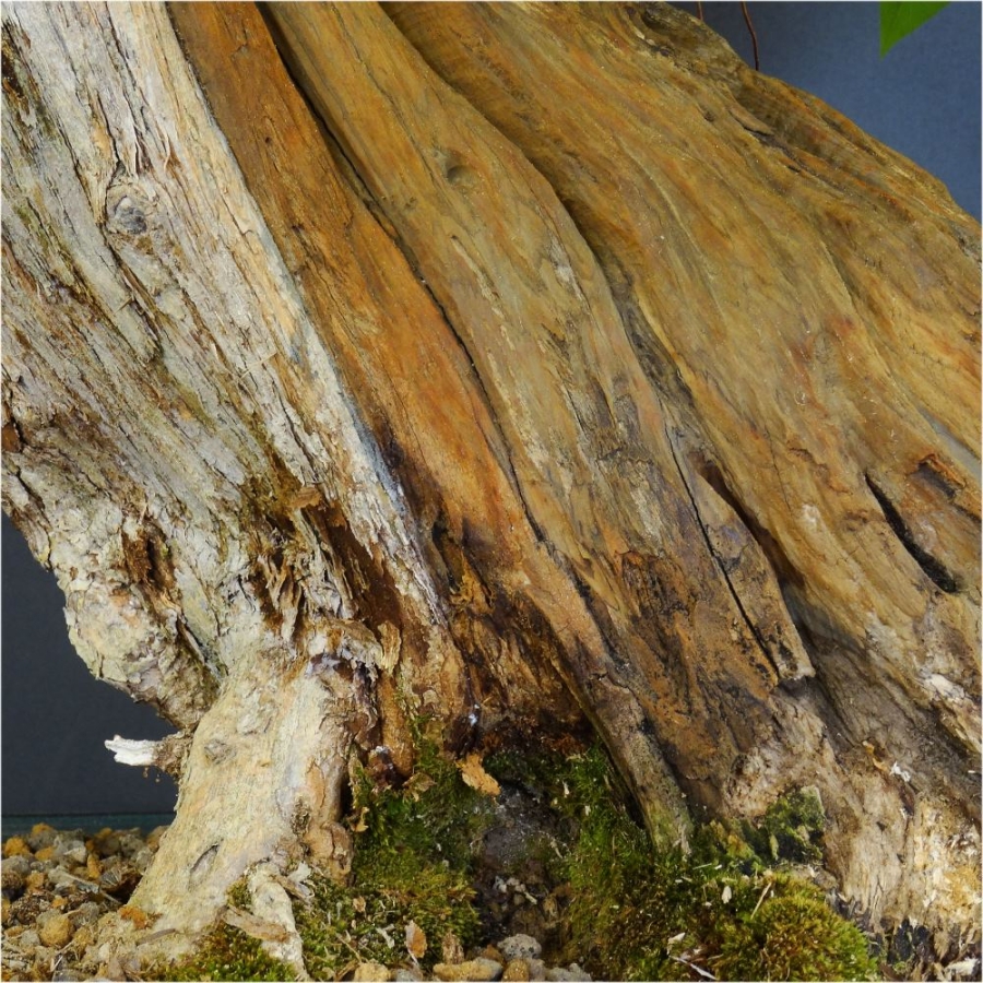 blauer flieder bonsai totholz stamm