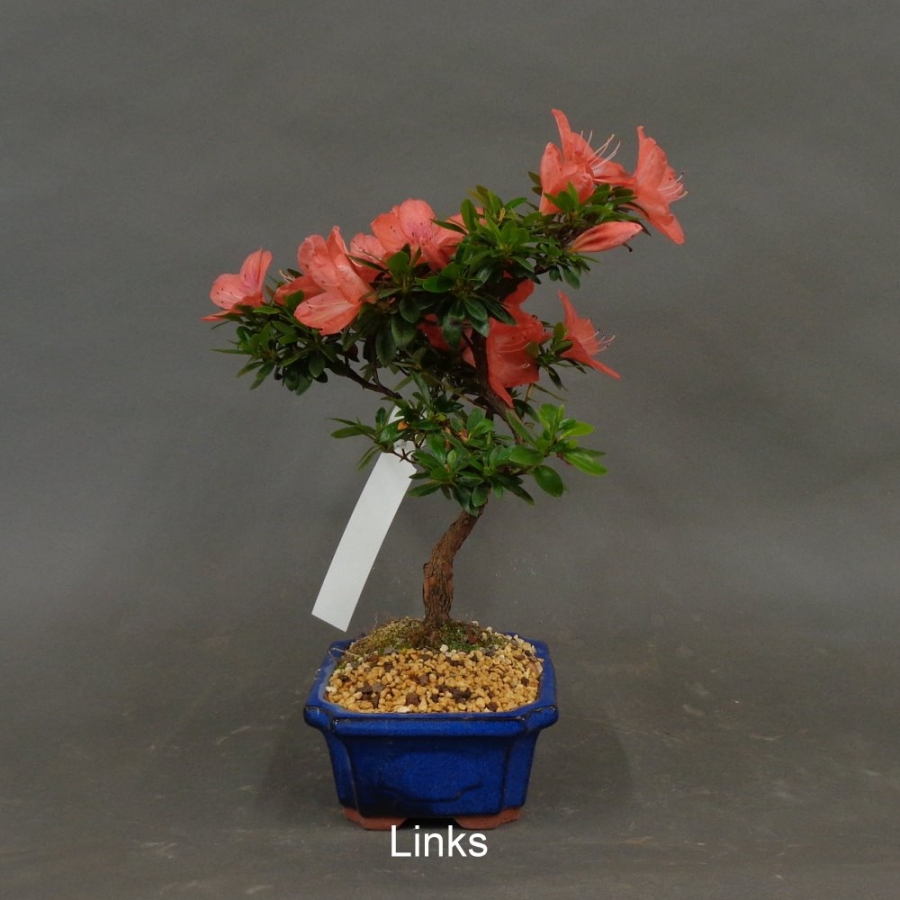 Satsuki, Azalee, Bonsai
