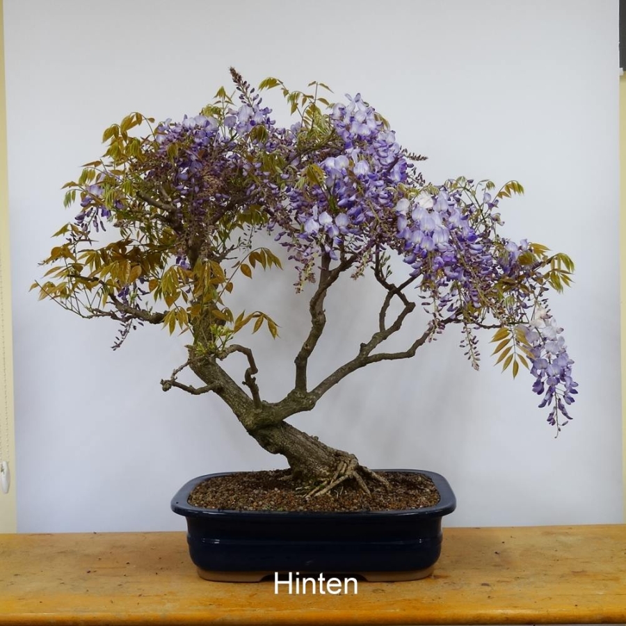 Blauregen, Wisteria, hinten