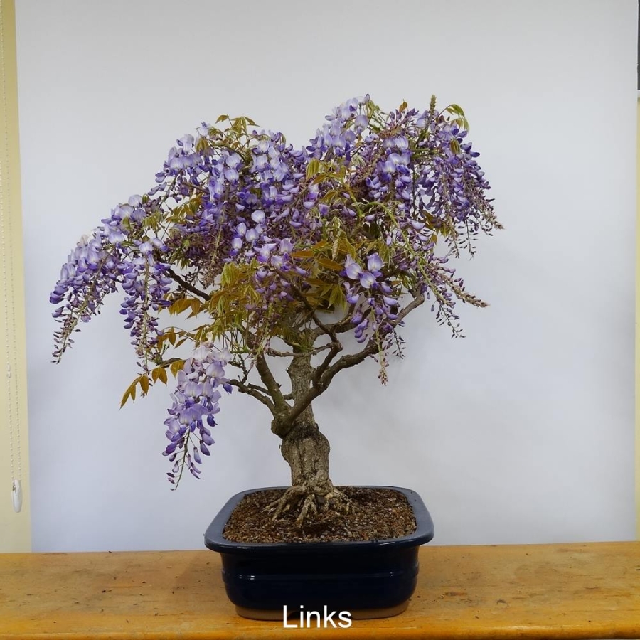 Blauregen, Wisteria, links