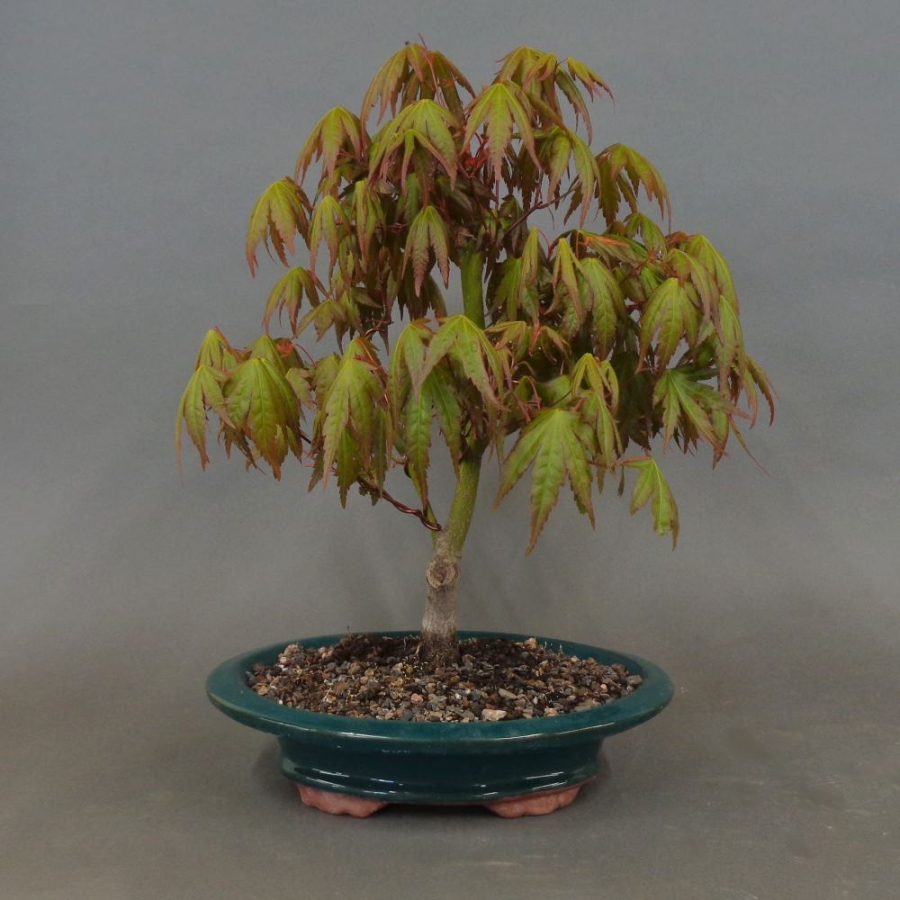 Acer palmatum Fächerahorn