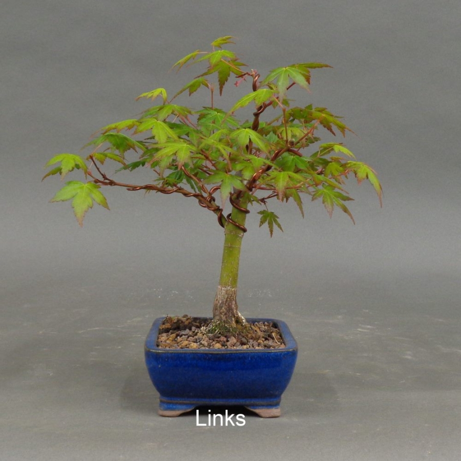 Acer palmatum Fächerahorn